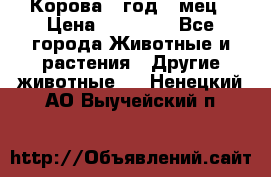 Корова 1 год 4 мец › Цена ­ 27 000 - Все города Животные и растения » Другие животные   . Ненецкий АО,Выучейский п.